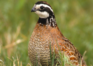 northern-bob-white-quail