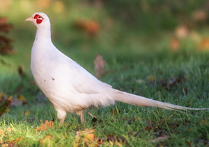 white-pheasant